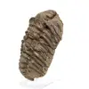 Trilobite du Maroc - 1