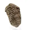 Trilobite du Maroc - 2