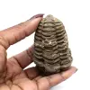 Trilobite du Maroc - 3