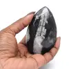 Orthocéras poli - 0