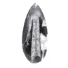 Orthocéras fossile - 1