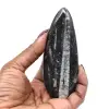 Fossile d’orthocéras du Maroc - 8