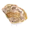 Bois fossilisé polis naturel - 2
