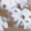 Agate d'ornement - 7