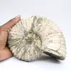 Ammonite Douvilleiceras inaequinodum - 0