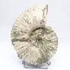 Ammonite Douvilleiceras inaequinodum - 1