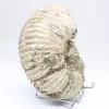 Ammonite Douvilleiceras inaequinodum - 3