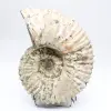 Ammonite Douvilleiceras inaequinodum - 4