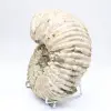 Ammonite Douvilleiceras inaequinodum - 6