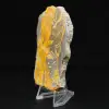 Jaspe Bumblebee : plaque de collection - 2