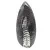 Orthocéras fossile - 0