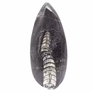 Orthocéras fossile