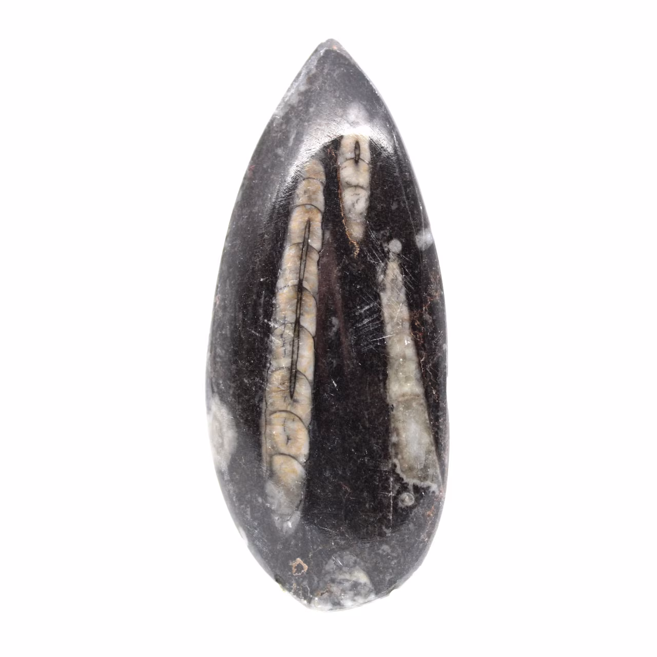 Orthocéras fossile du Maroc