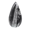 Orthocéras fossile - 0
