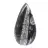 Orthocéras fossile