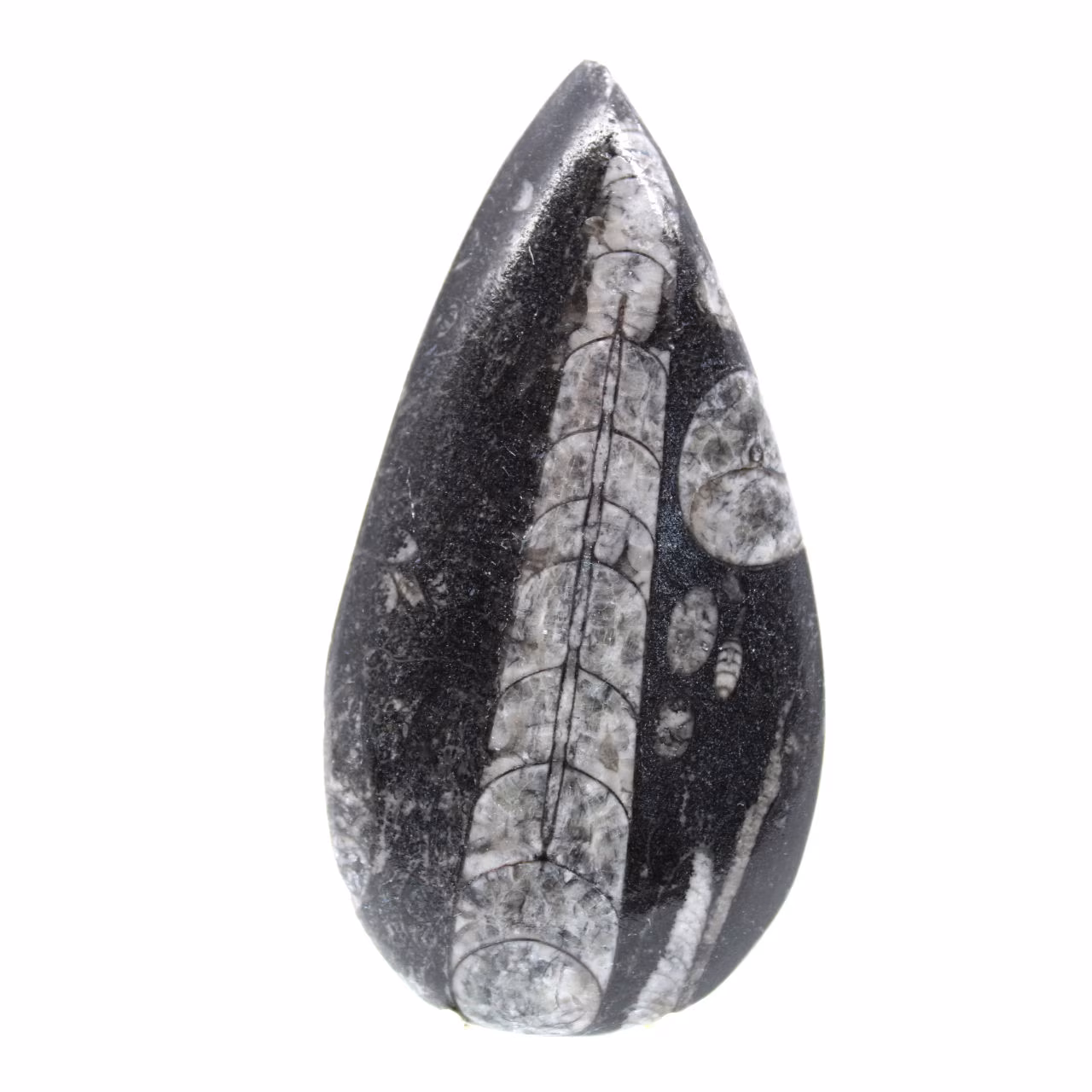 Orthocéras fossile