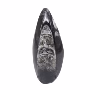 Orthocéras fossile du Maroc