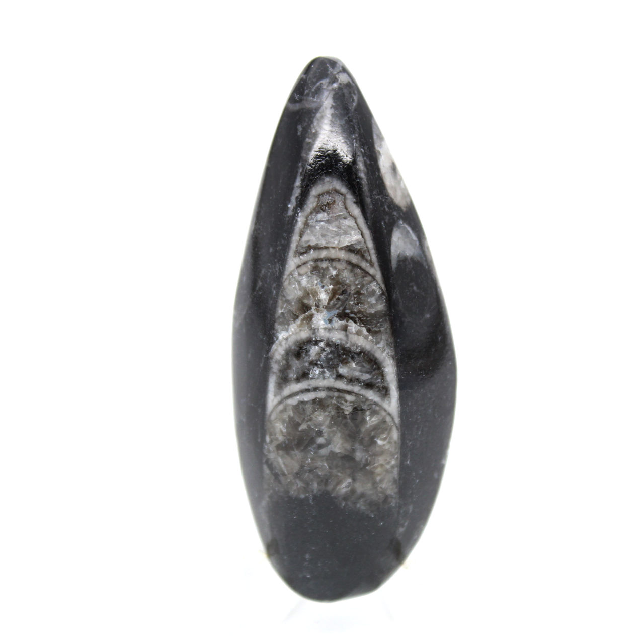 Orthocéras fossile du Maroc