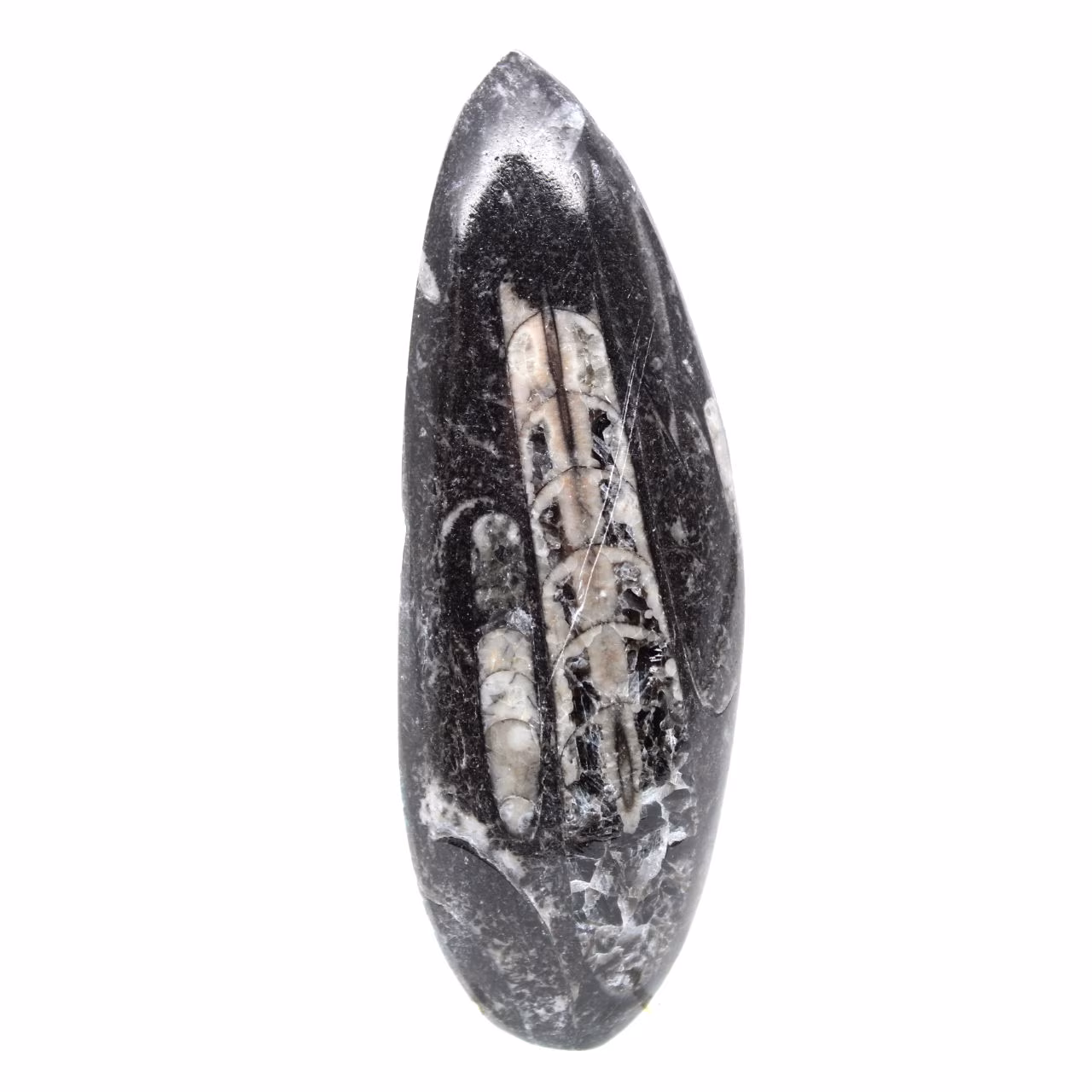 Orthocéras fossile