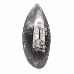 Orthocéras fossile du Maroc