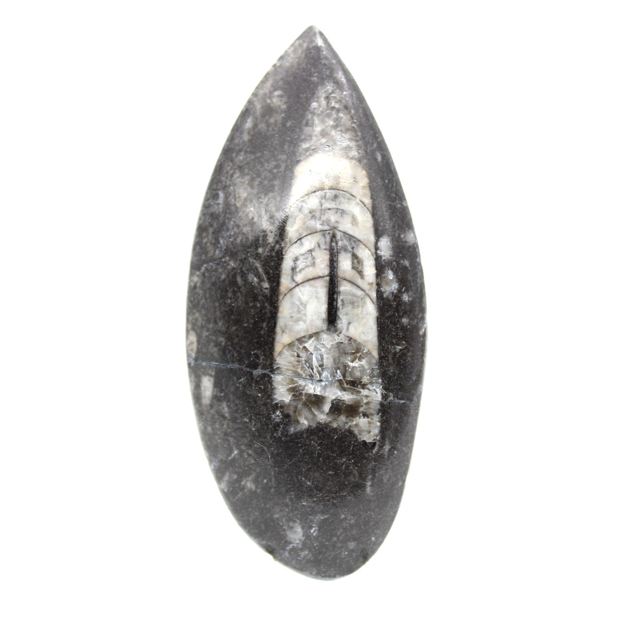 Orthocéras fossile du Maroc