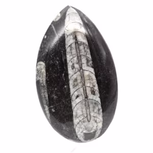 Orthocéras fossile