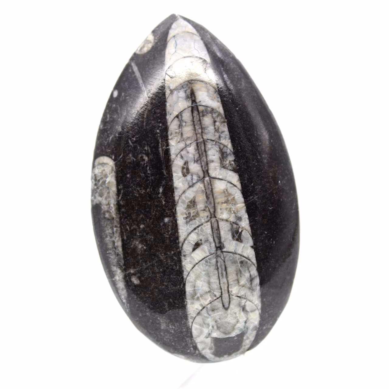 Orthocéras fossile