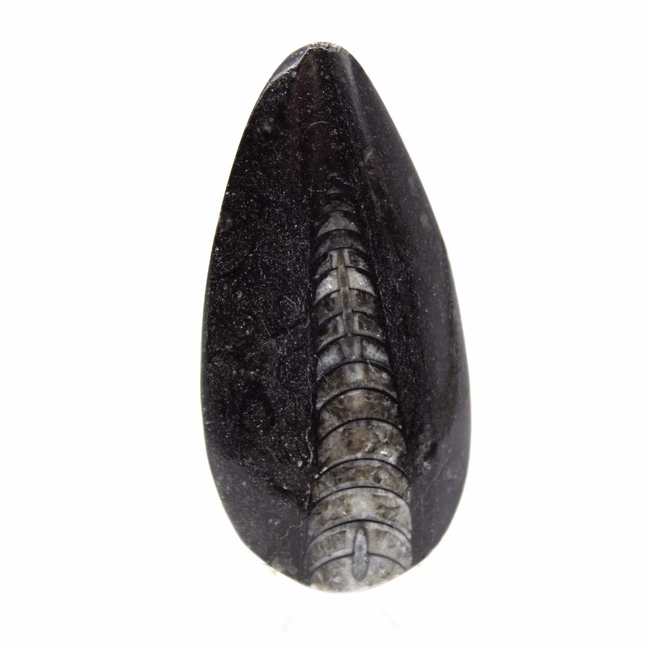 Orthocéras fossile du Maroc