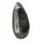 Orthocéras fossile