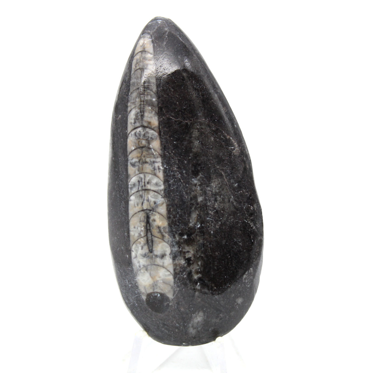 Orthocéras fossile