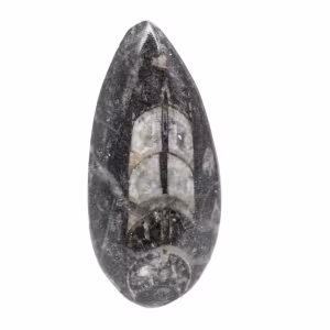 Orthocéras fossile