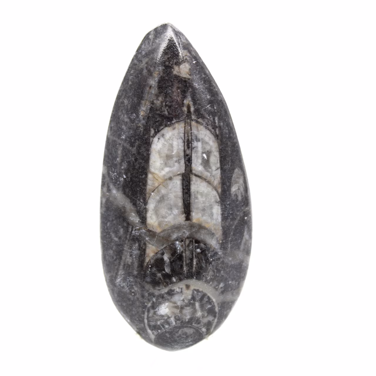 Orthocéras fossile