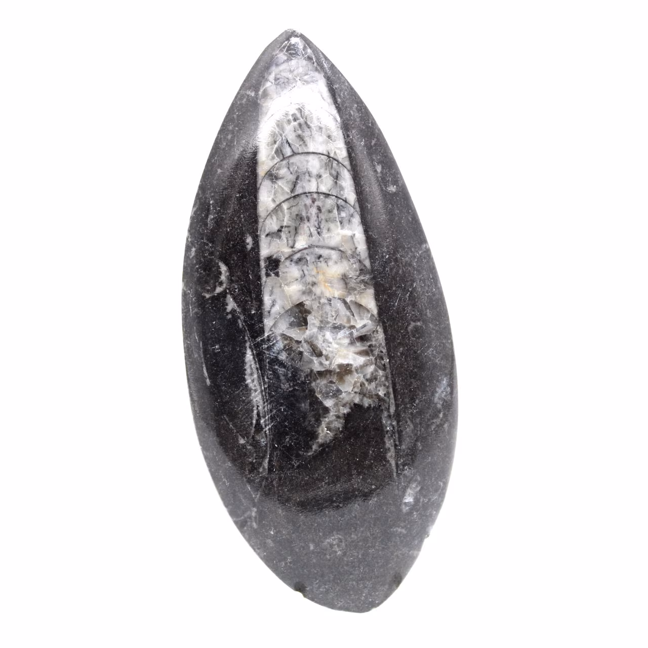 Orthocéras fossile du Maroc