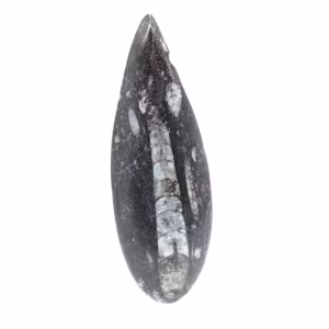 Orthocéras fossile du Maroc