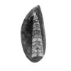 Orthocéras fossile - 0