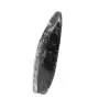 Orthocéras fossile - 2