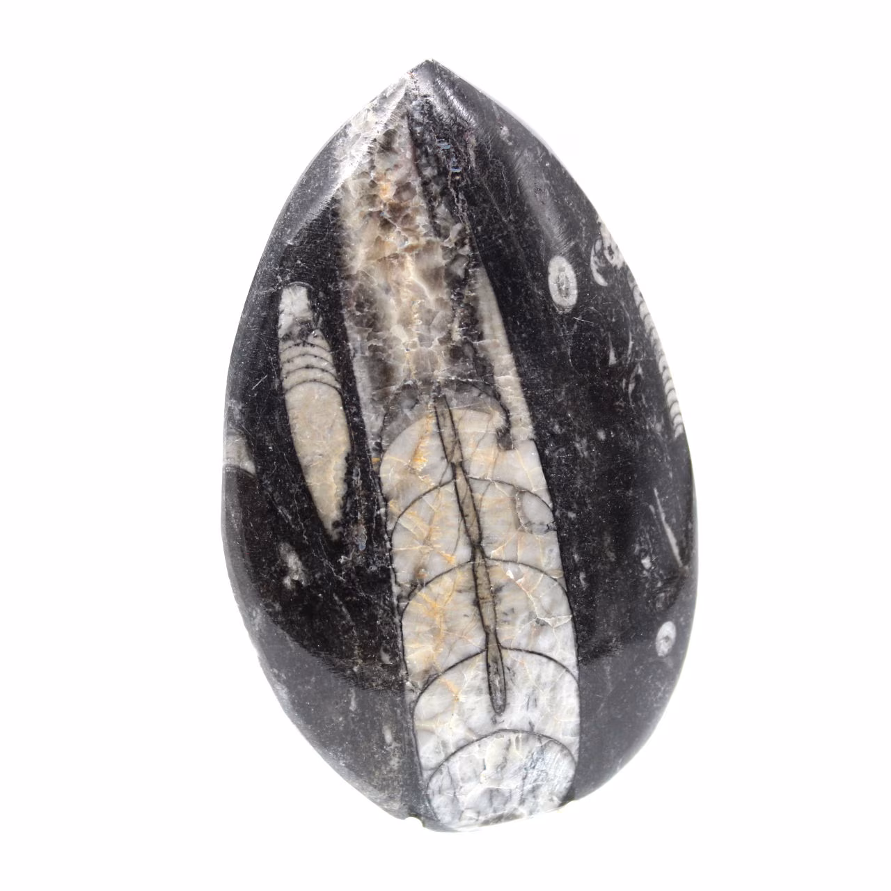 Orthocéras fossile du Maroc