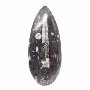 Orthocéras fossile