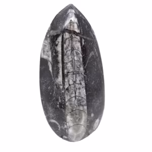 Orthocéras fossile du Maroc