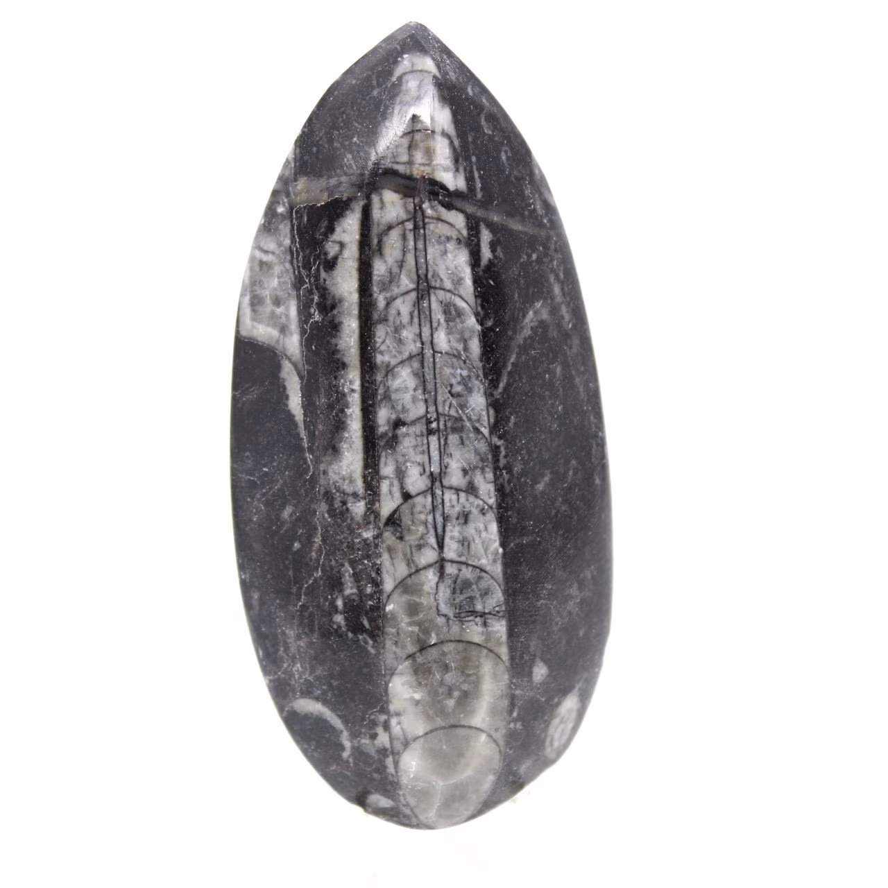 Orthocéras fossile du Maroc