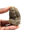 Trilobite fossile - 0