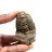 Trilobite fossile