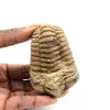 Trilobite fossile - 0