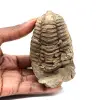 Trilobite fossile - 0