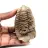 Trilobite fossile
