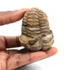 Trilobite fossile - 0