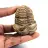 Trilobite fossile