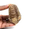 Trilobite fossile - 0
