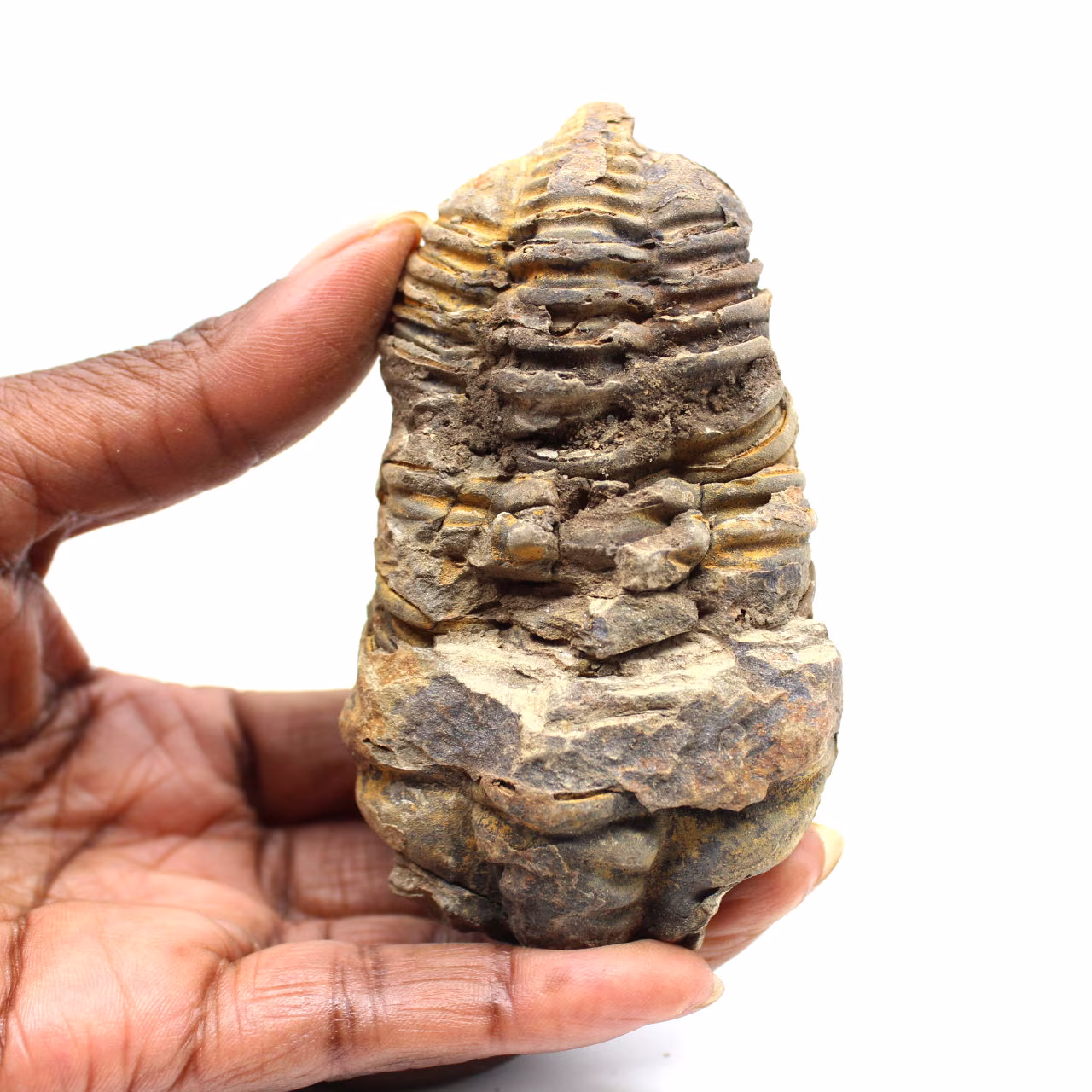 Trilobite fossile