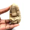 Trilobite fossile - 0